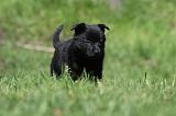 SCHIPPERKE 753